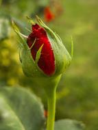 small closed red rose bud