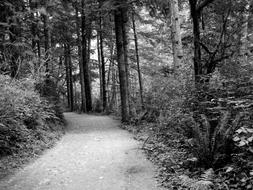 monochrome, trail in dense forest