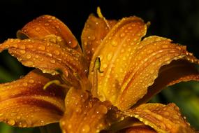 macro photo of raindrops on an orange lily