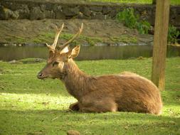Deer Male