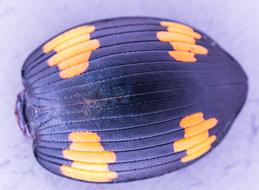 Beetle Shell Close Up