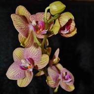 Orchid Flower Yellow pink black background