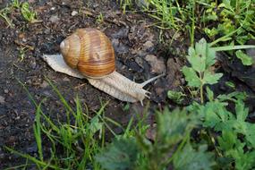 Snail Mollusk Reptile