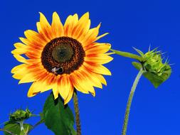 ornamental Sunflower Blossom and buds at sky