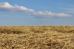 Field Harvest