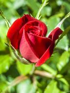 small red rosebud on a bush