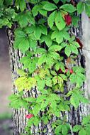 Leaves Tree Vine