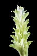 Close-up of the beautiful, blossoming, green and white flower, in light, at black background