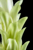 Close-up of the beautiful, blooming, green and white, gradient flower, at black background