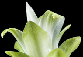 white-green flower on black background