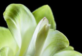 Close-up of the beautiful, green and yellow flower of different shades, at black background