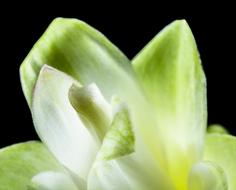 green Flower Blossom Bloom
