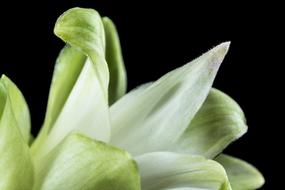 Close-up of the beautiful flower, with the green and white petals, at black background