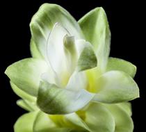 flower with white-cream petals close-up on a black background