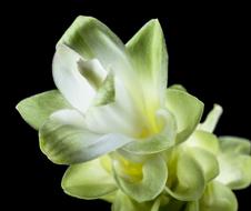 white, green Flower black background