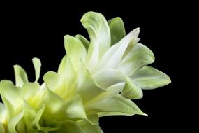 Close-up of the beautiful, blossoming, green, white and yellow flower, in light, at black background