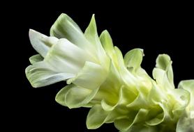 green flower petals on black background