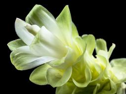 Flower neon green black background