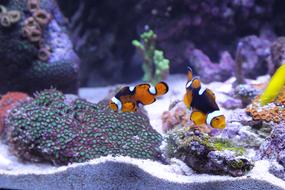 Fish Anemone Corals