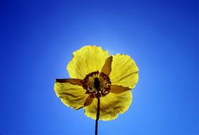 Yellow Poppy Garden flower
