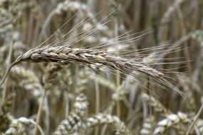 Wheat Grain Spike