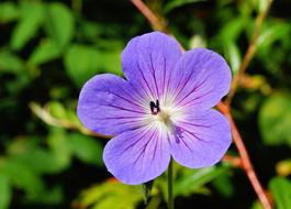 violet Flower Blossom close-up on blurred background