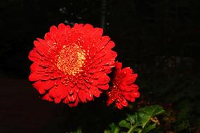 red flowers in the dark garden