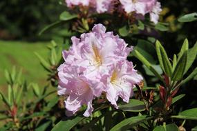 Rhododendron pink Flower