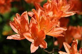 orange rhododendron flowers at spring