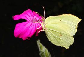 Gonepteryx Rhamni Butterfly and pink flower