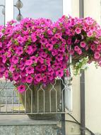 Flowers Balcony