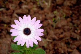 Flower Pink white