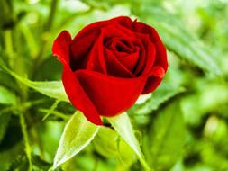 Red Rose bud in garden