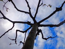 Tree Umbrella
