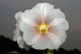 white Flower Blossom Bloom