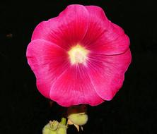pink Flower Blossom Bloom petals