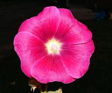 mallow, red Flower at darkness