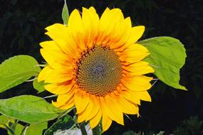 closeup view of Sunflower Blossom Bloom