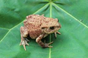 Toad Leaf Warts