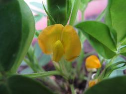 wondrous Flower Yellow Peanut