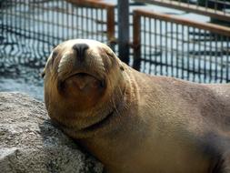 Sea Lion Relax Sun