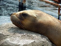 Sea Lion Head Relaxed