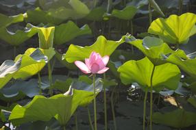 Lotus Flower on the lake on a sunny day