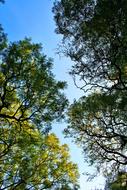 Jacaranda Trees Tall