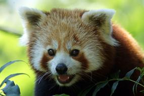 Close Up view of Red Panda little bear