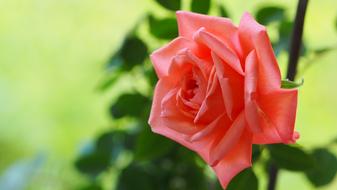 pink rose on a green background in the garden