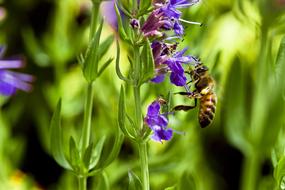 Bee and Hyssop Flower