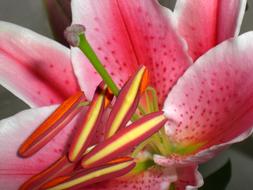 lily flower close up