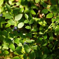 Blueberry Wild Bush