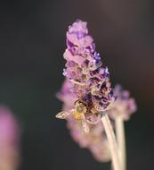 Lavender Purple and Bee